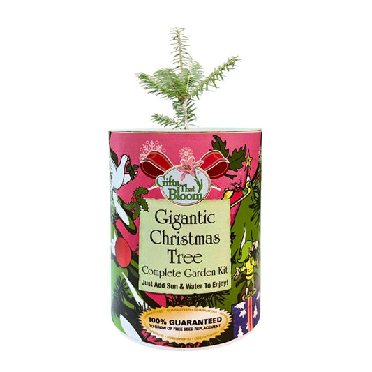 Gigantic Christmas Tree Garden Grocan Seed Kit