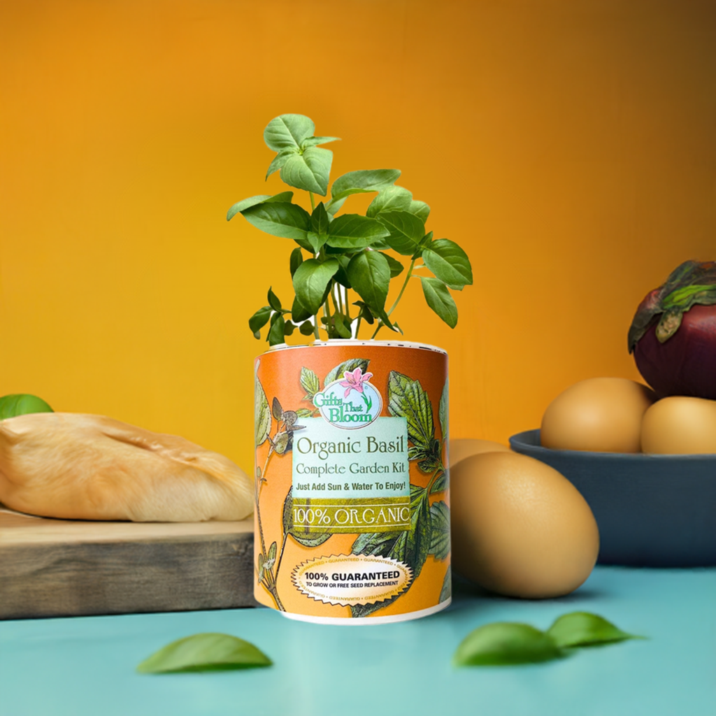 Organic Basil Herb  Garden Grocan Seed Kit