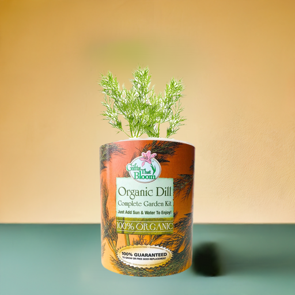 Organic Dill Herb Garden Grocan Seed Kit