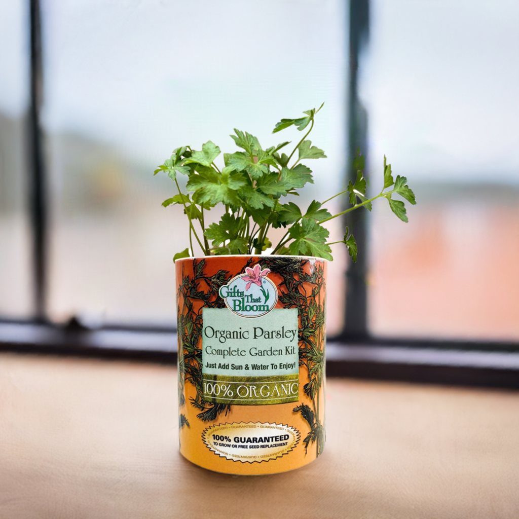 Organic Parsley Herb Garden Grocan Seed Kit