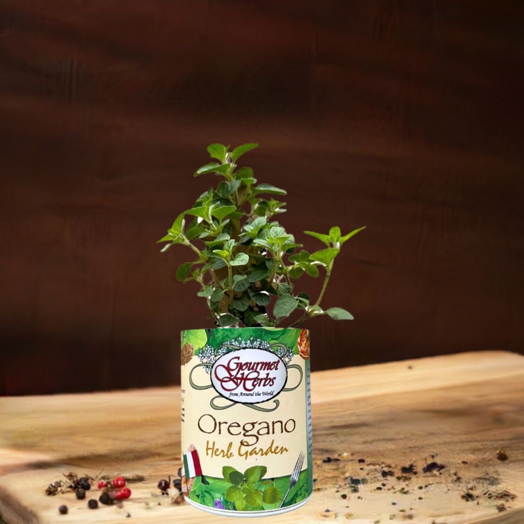 Oregano Herb Garden Grocan seed Kit