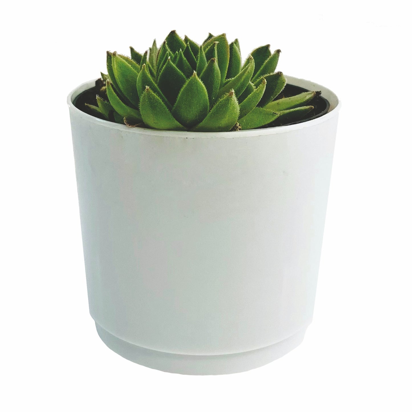 Succulent in White Pot