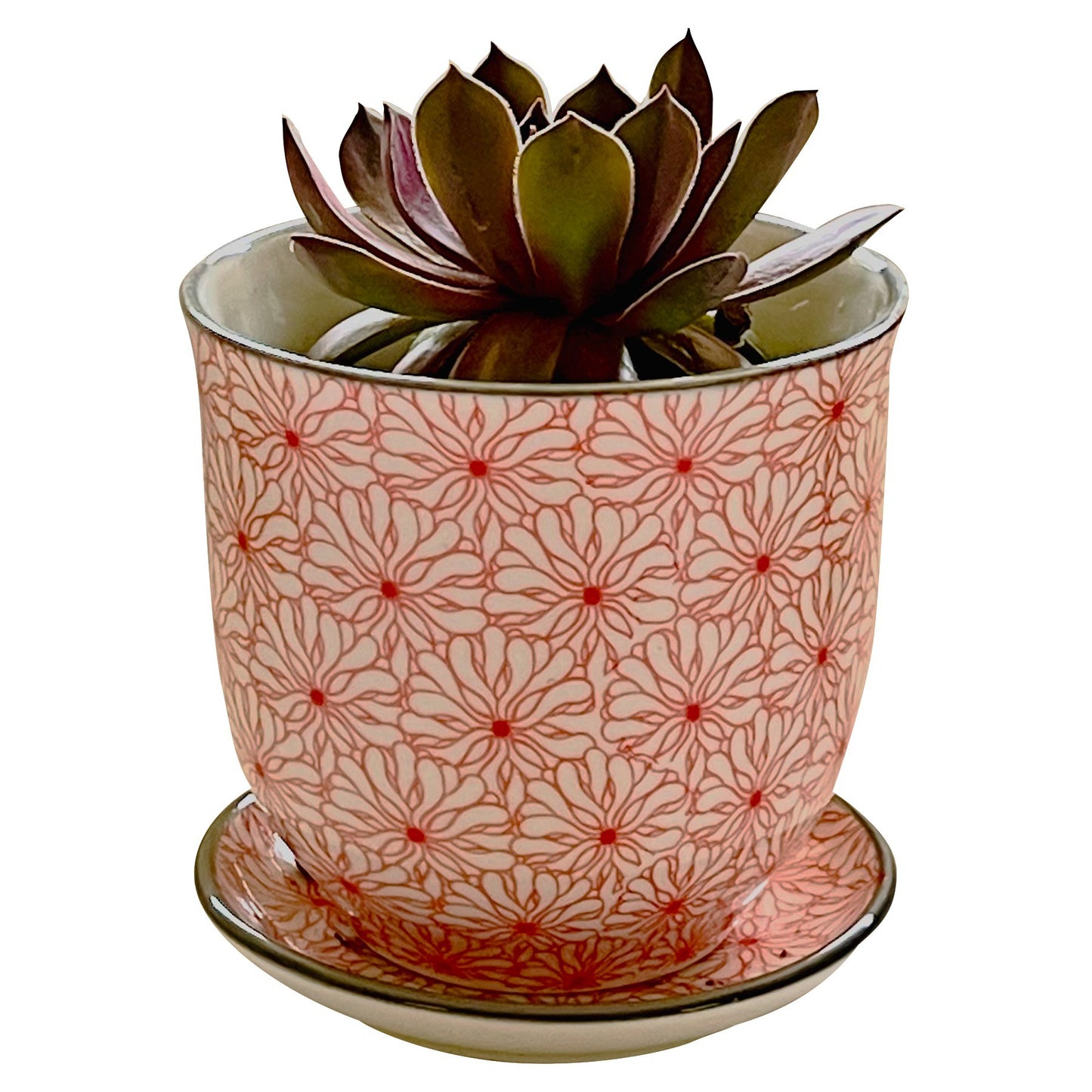 Succulent in Porcelain Red Flower Pot with Saucer