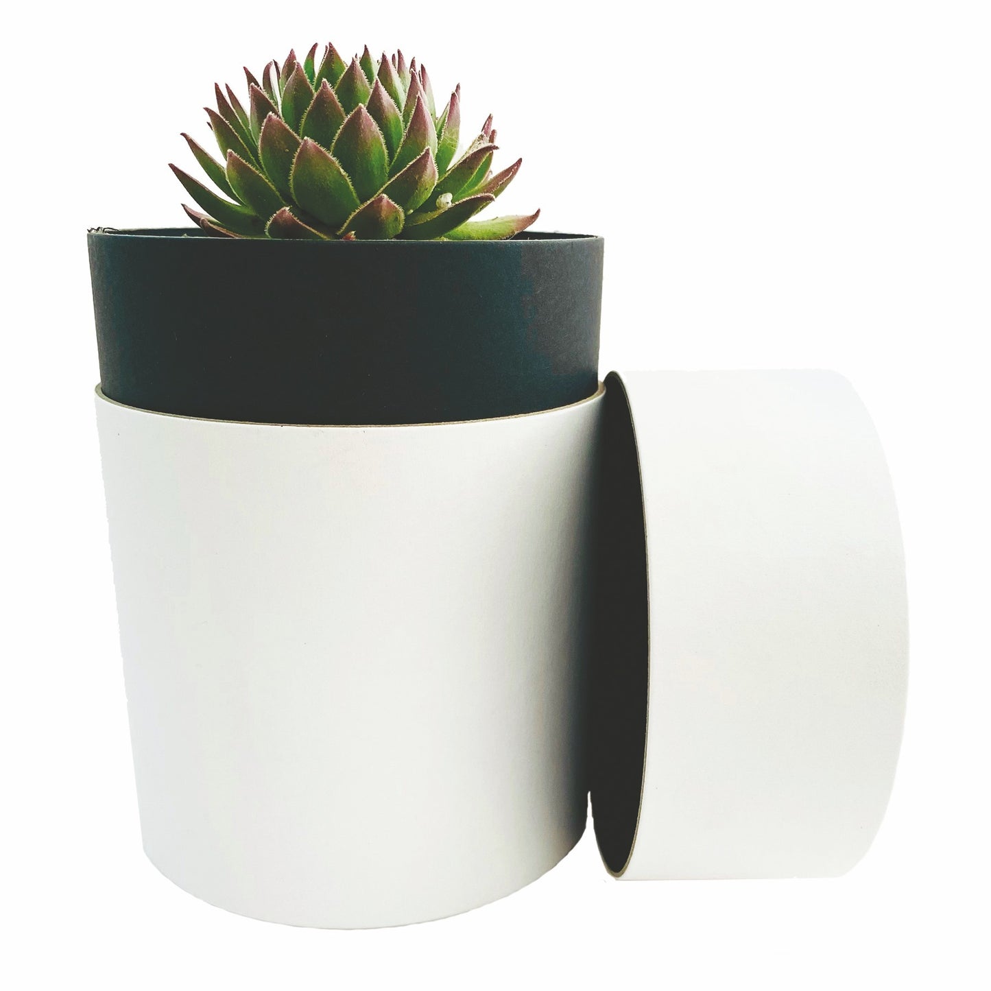Succulent in White Round Box