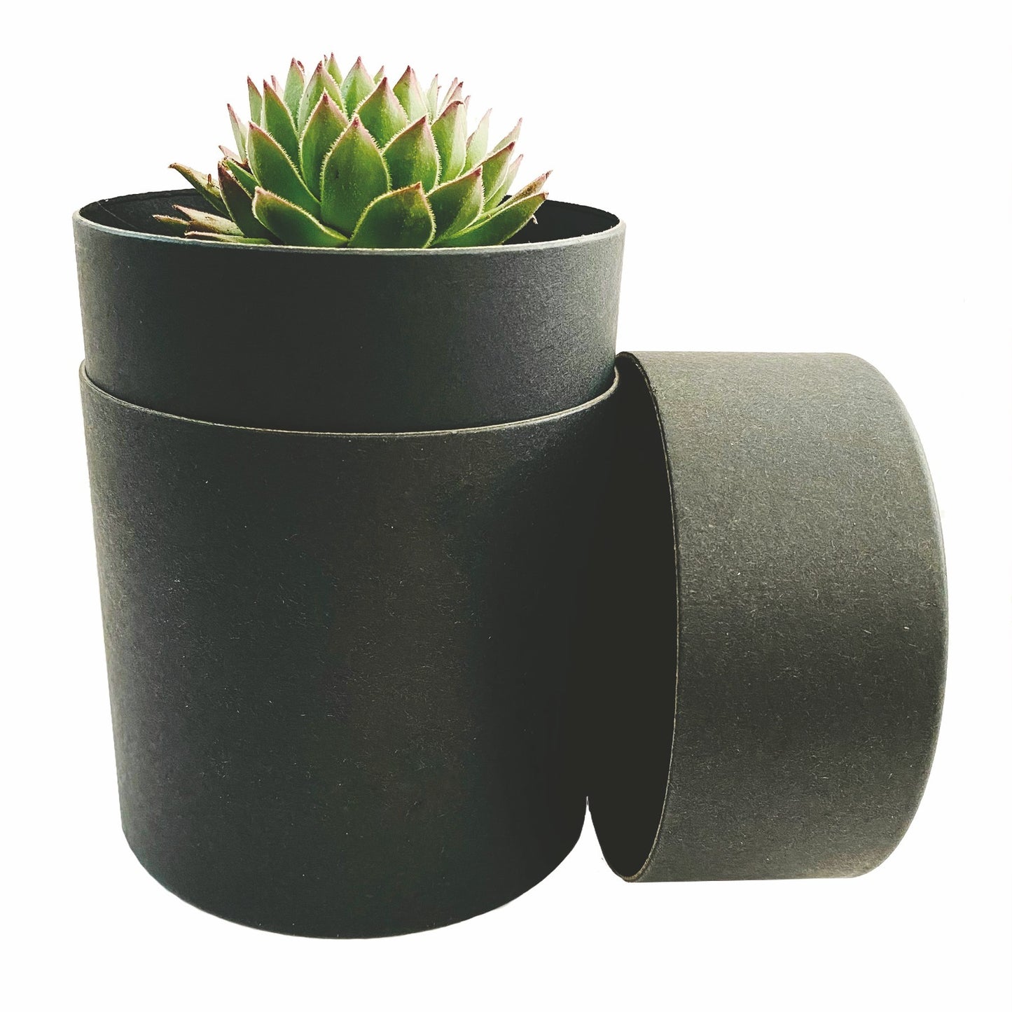 Succulent in Black Round Box