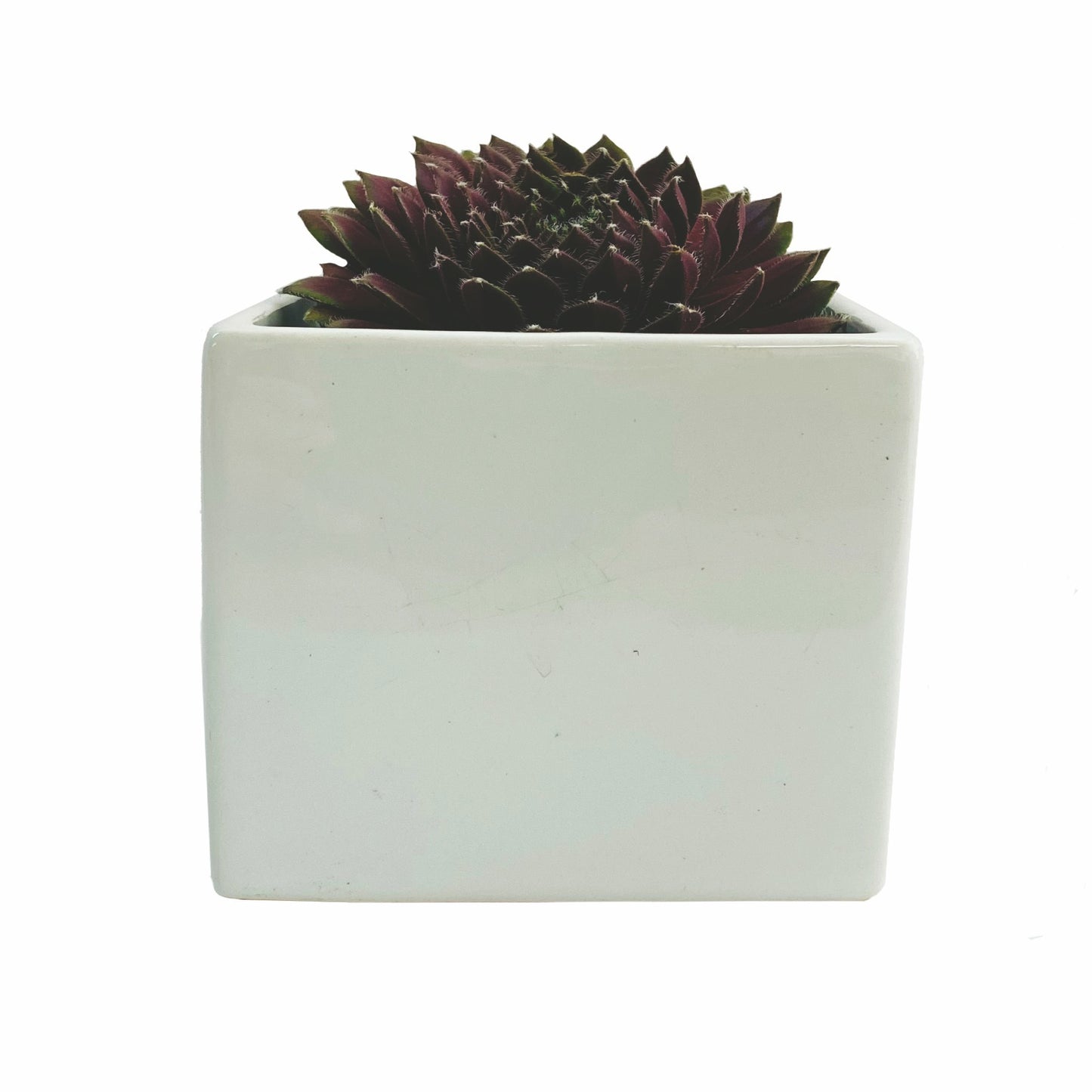 Succulent in White Square Ceramic Pot