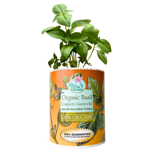 Organic Basil Herb  Garden Grocan Seed Kit
