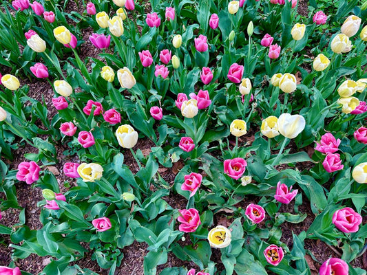 Pink and Yellow Tulips in Bloom