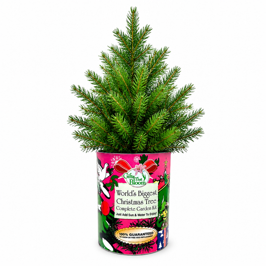 Gigantic Christmas Tree Garden Grocan Seed Kit