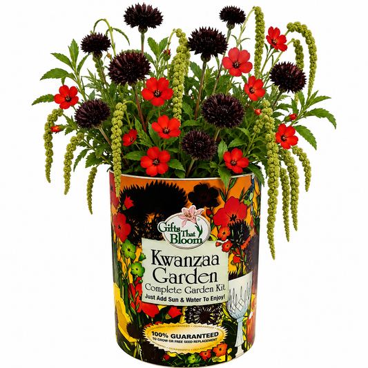 Kwanzaa Garden Grocan Seed Kit