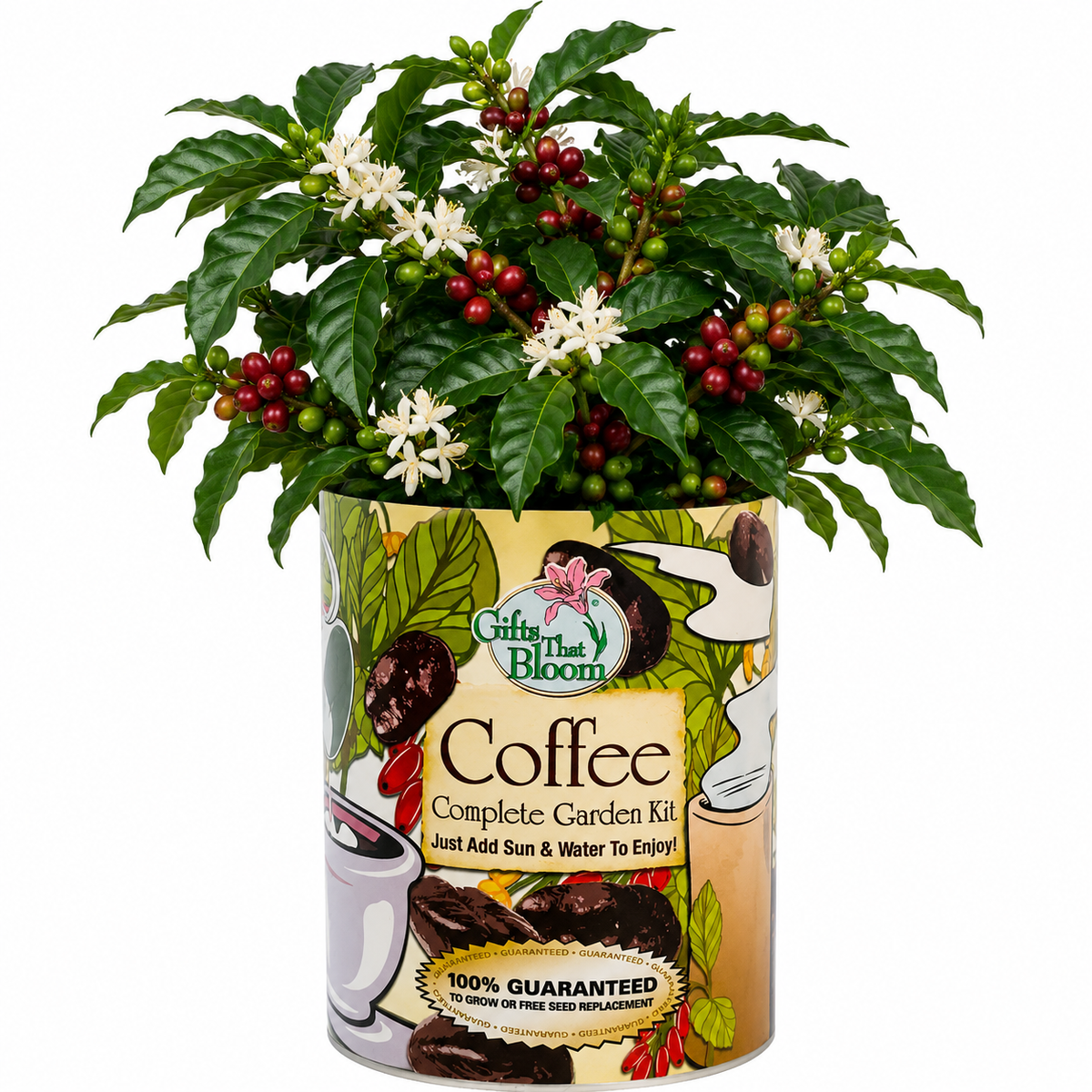 Coffee Garden Grocan Seed Kit