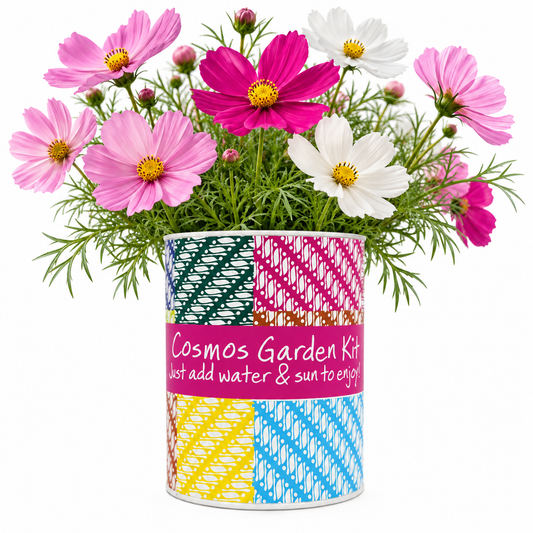 Cosmos Garden Grocan Seed Kit