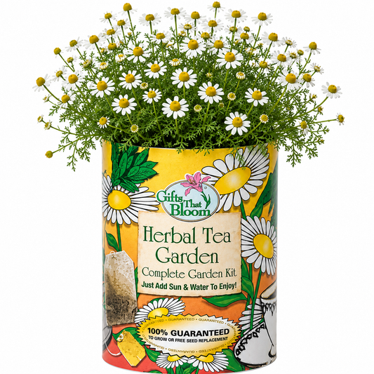 Herbal Tea Garden Grocan Seed Kit