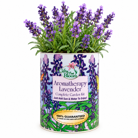 Aromatherapy Lavender Garden Grocan Seed Kit