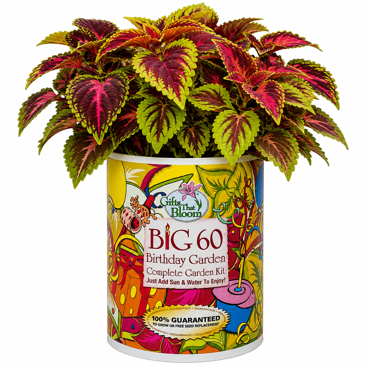 Big 60 Birthday Garden Grocan Seed Kit
