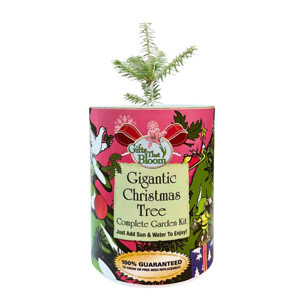 Gigantic Christmas Tree Garden Grocan Seed Kit