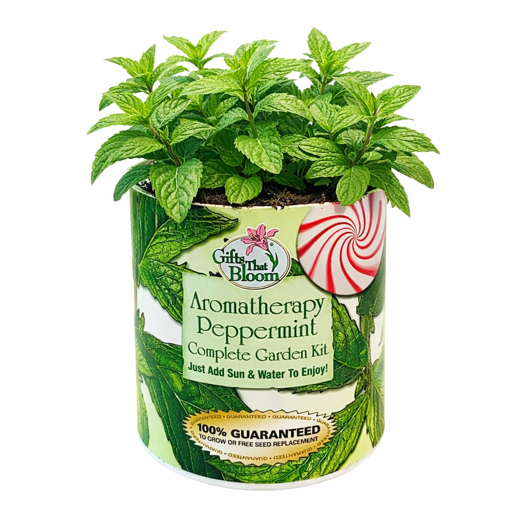 Aromatherapy Peppermint Garden Grocan Seed Kit