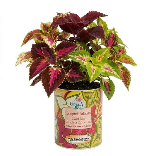 Congratulations Garden Grocan Seed Kit