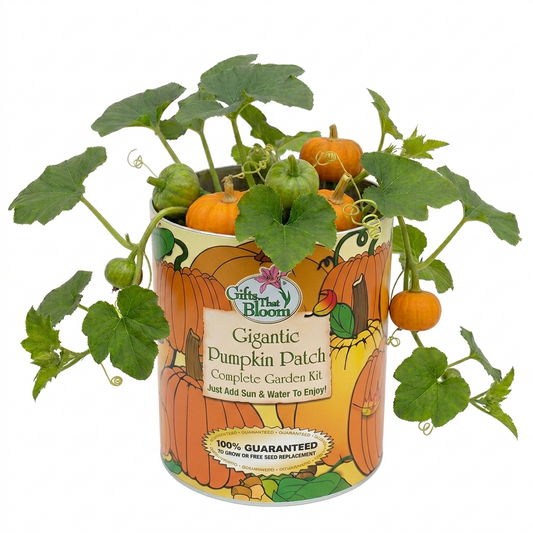 Gigantic Pumpkin Patch Garden Grocan Seed Kit