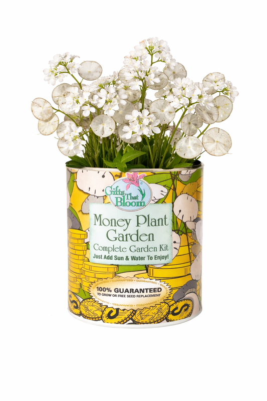 Money Plant Garden Grocan Seed Kit