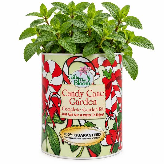 Candy Cane Garden Grocan Seed Kit