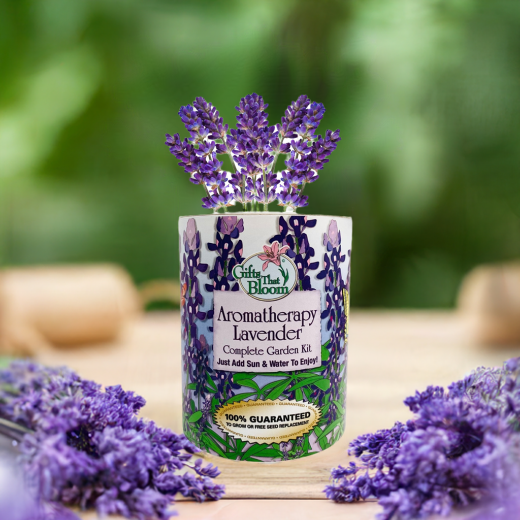 Aromatherapy Lavender Garden Grocan Seed Kit