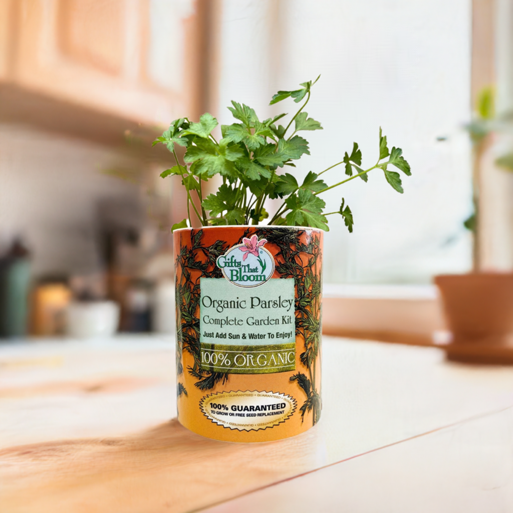Organic Parsley Herb Garden Grocan Seed Kit