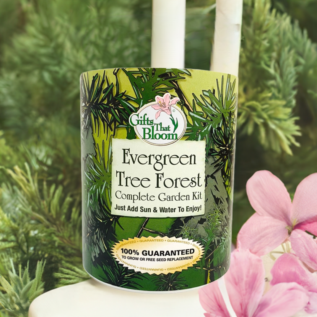 Evergreen Tree Forest Garden Grocan Seed Kit