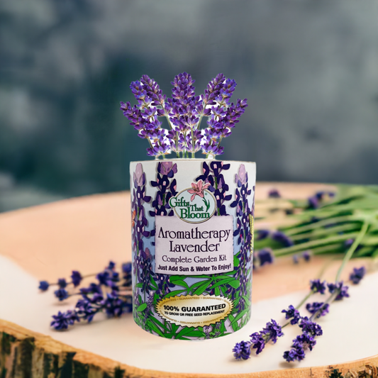Aromatherapy Lavender Garden Grocan Seed Kit