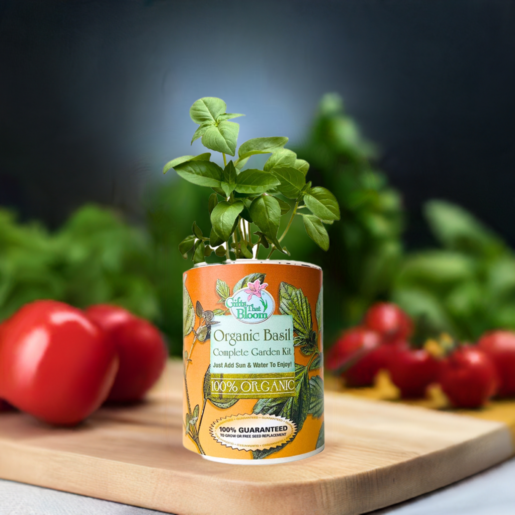 Organic Basil Herb  Garden Grocan Seed Kit