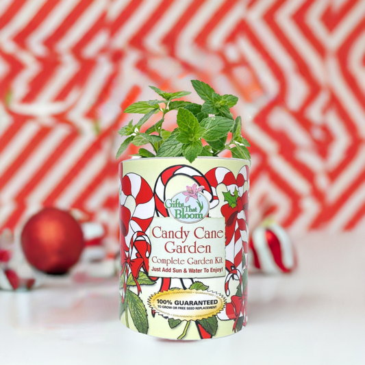 Candy Cane Garden Grocan Seed Kit