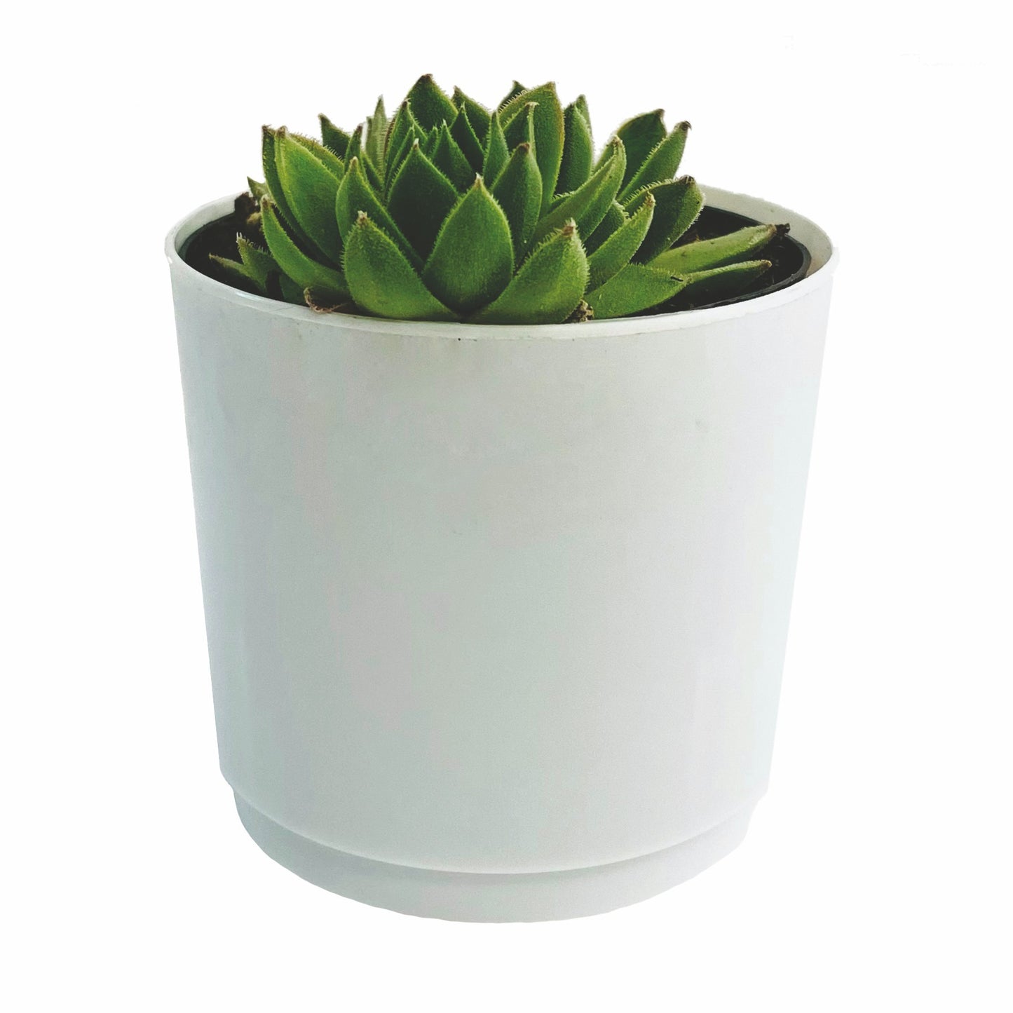 Assorted Succulents in White Pot