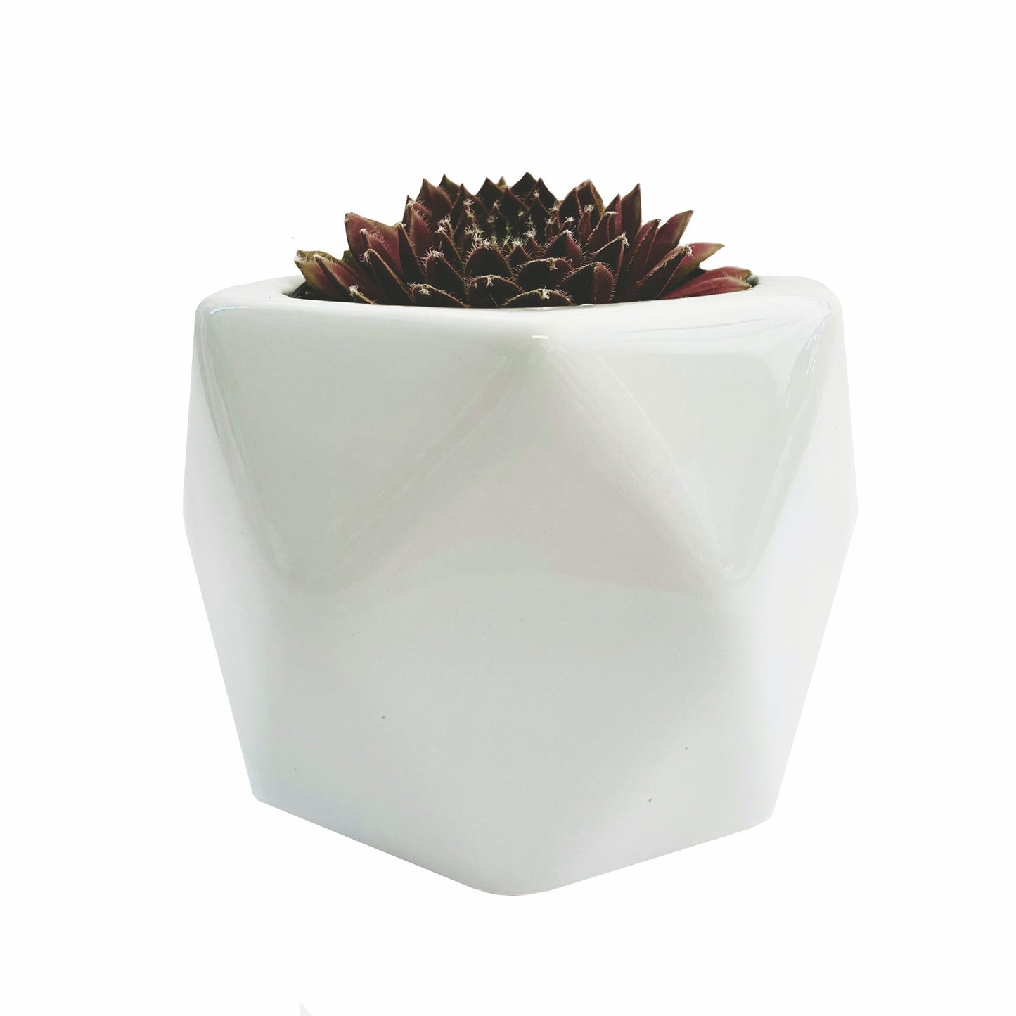 Assorted Succulents in a White Round Diamond Ceramic Pot