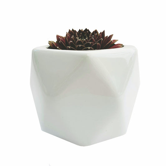 Assorted Succulents in a White Round Diamond Ceramic Pot