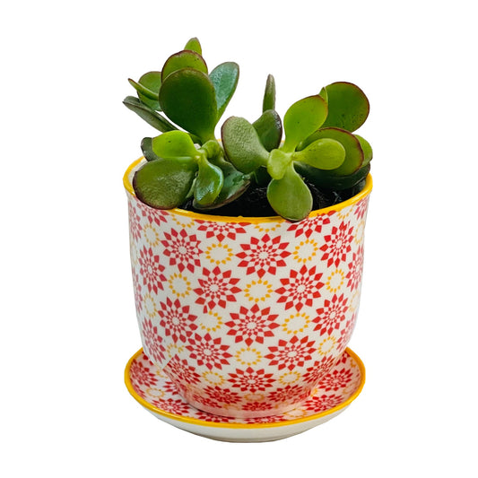 Succulent in Porcelain Red Star Pot with Saucer