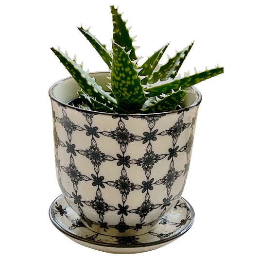 Succulent in Porcelain Black Stars Pot with Saucer