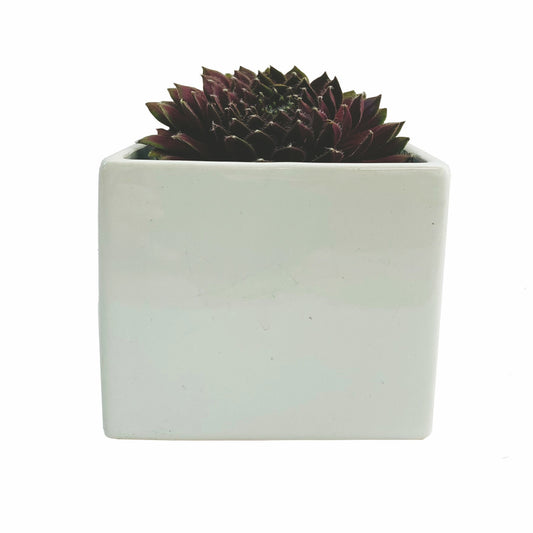 Assorted Succulents in White Square Ceramic Pot