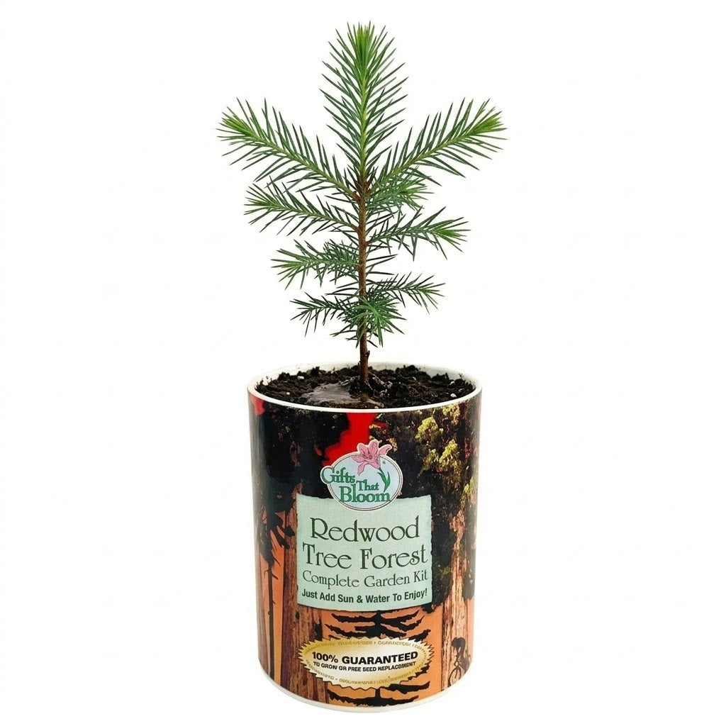 Redwood Tree Forest Garden Grocan Seed Kit