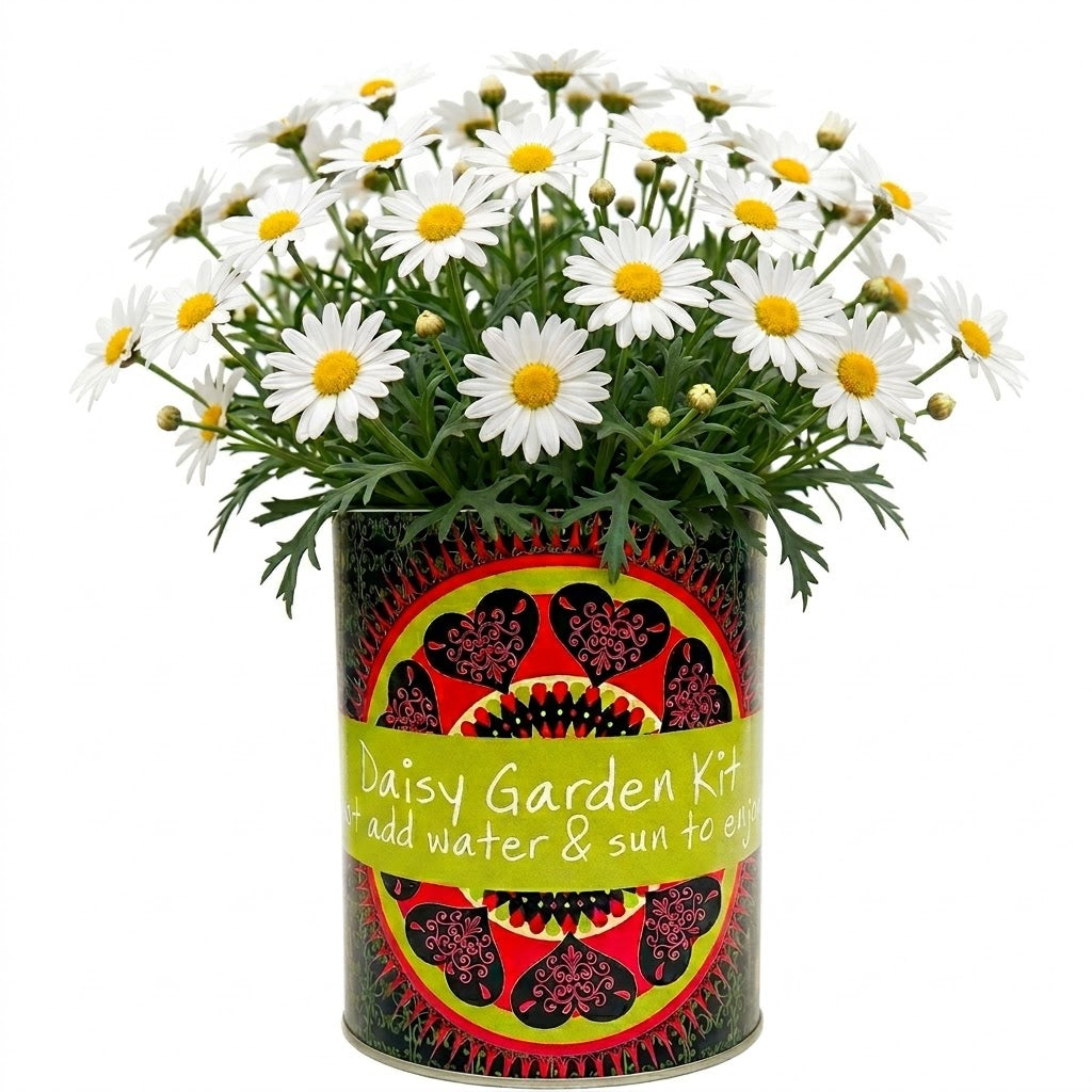 Daisy Garden Grocan Seed Kit
