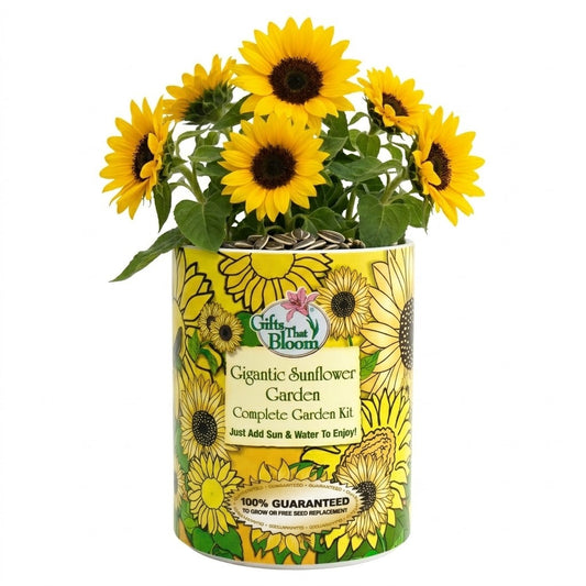Gigantic Sunflower Garden Grocan Seed Kit