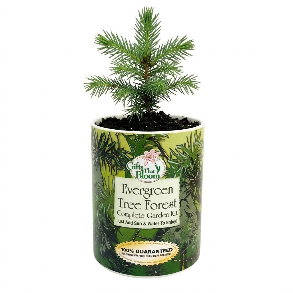 Evergreen Tree Forest Garden Grocan Seed Kit
